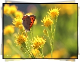 Czerwończyk, Motyl, Owad, Kwiaty
