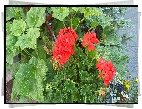 Kwiaty, Czerwone, Pelargonie, Listki