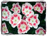 Biało, Czerwone, Tulipany