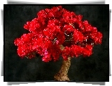 Czerwone, Bugenwilla, Drzewko, Bonsai
