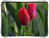 Dwa, Czerwone, Tulipany