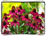 Czerwone, Kwiaty,  Echinacea, Jeżówka