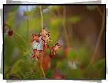 Epimedium, Czerwone, Kwiaty