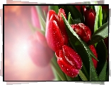 Czerwone, Tulipany, Krople, Rosy