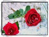 Śnieg, Kwiaty, Dwie, Czerwone, Róże