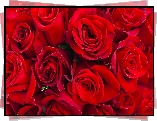 Kwiaty, Czerwone, Roze