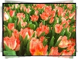 Kwiaty, Czerwone, Tulipany