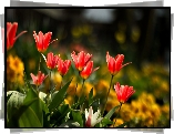 Kwiaty, Czerwone, Tulipany