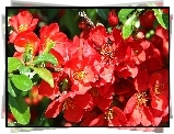 Czerwone, Kwiaty, Kwitnąca, Pigwa