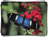 Motyl, Czerwone, Kwiaty