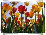 Żółte, Czerwone, Tulipany