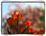 Żółto, Czerwone, Tulipany
