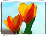 Żółto, Czerwone, Tulipany