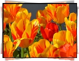 Żółto, Czerwone, Tulipany