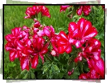 Czerwone, Pelargonie