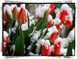 Czerwone, Tulipany, Pokryte, Śniegiem