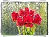 Czerwone, Tulipany, Szyba, Deszcz