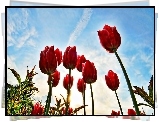 Czerwone, Tulipany, Na Tle, Nieba
