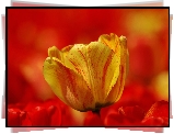 Żółty, Tulipan, Czerwone, Tło
