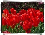 Czerwone, Tulipany