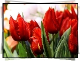 Czerwone, Tulipany