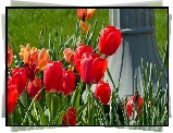 Czerwone, Tulipany