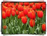 Czerwone, Tulipany