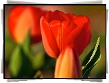 Czerwone, Tulipany