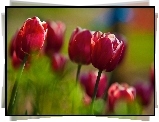 Czerwone, Tulipany