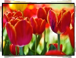 Czerwone, Tulipany