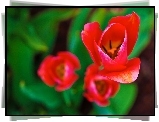 Czerwone, Tulipany