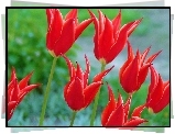 Czerwone, Tulipany