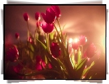 Czerwone, Tulipany