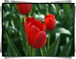 Czerwone, Tulipany