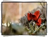Czerwone, Tulipany