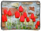 Czerwone, Tulipany