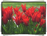 Czerwone, Tulipany