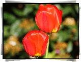 Czerwone, Tulipany