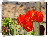 Czerwone, Tulipany