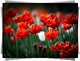 Czerwone, Tulipany