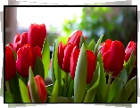 Czerwone, Tulipany
