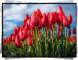 Czerwone, Tulipany