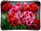 Czerwone, Tulipany