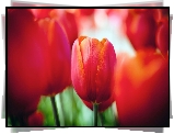 Czerwone, Tulipany