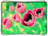 Czerwone, Tulipany