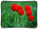 Czerwone, Tulipany