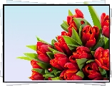 Tulipany, Czerwone, Biedronki