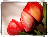 Tulipany, Czerwone, Makro