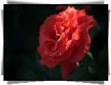 Kwiat, Czerwonej, Róży