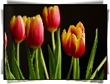 Tulipany, Czerwono-żółte